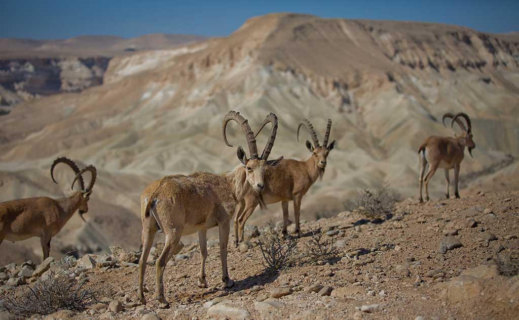 יעלים על מצוק נחל צין מול חוד עקב (דפנה טל, משרד התיירות)