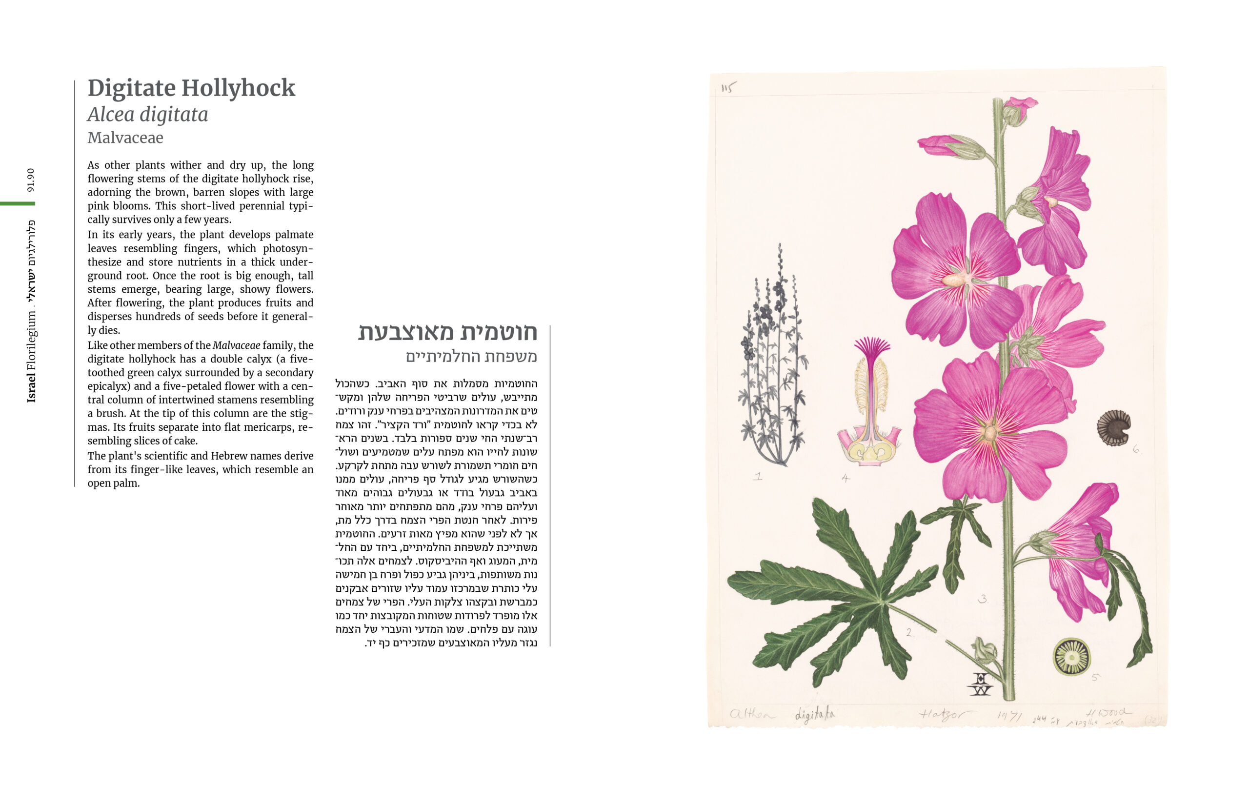 More Flowers