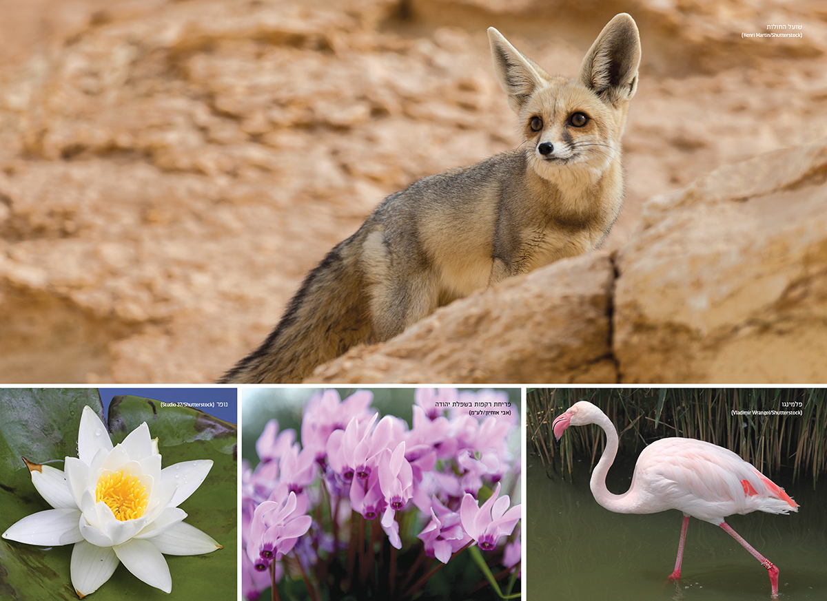 מנגינת האדמה: שישים שנות שמירת טבע, מורשת ונוף – תמונה 3
